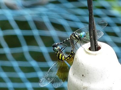 Tetrathemis platyptera mating