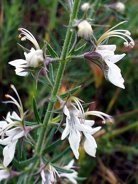 File:Teucrium pseudochamaepitys flowers Closeup DehesaBoyaldePuertollano.jpg