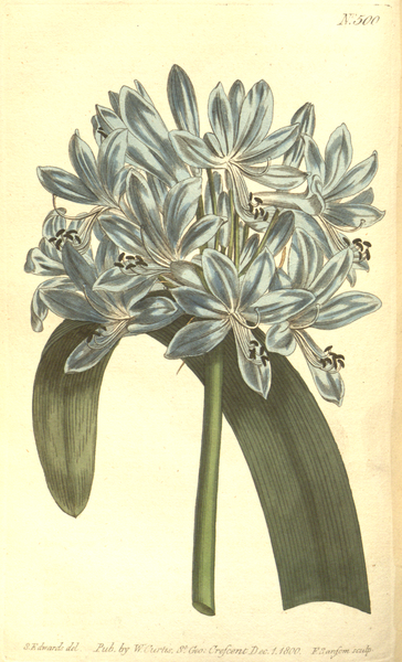 File:The Botanical Magazine, Plate 500 (Volume 14, 1800).png