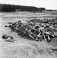 Wyzwolenie obozu koncentracyjnego Bergen-belsen, kwiecień 1945 BU3774.jpg