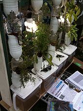 A windowfarm, incorporating discarded plastic bottles into pots for hydroponic agriculture in urban windows The WindowFarms Project (Drainage) @ MakerFaire.jpg