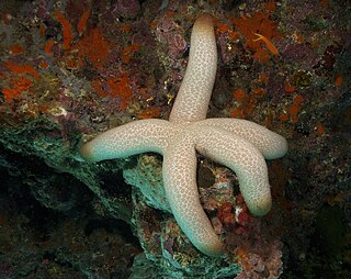 Mithrodiidae Family of starfishes