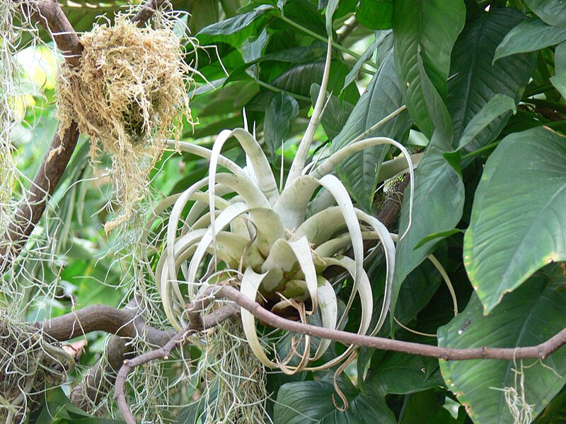 File:Tillandsia, Bromeliad epiphyte on Cycad.jpg