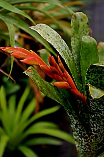 <i>Tillandsia brenneri</i> Species of plant