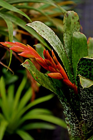 <i>Tillandsia brenneri</i> Species of plant
