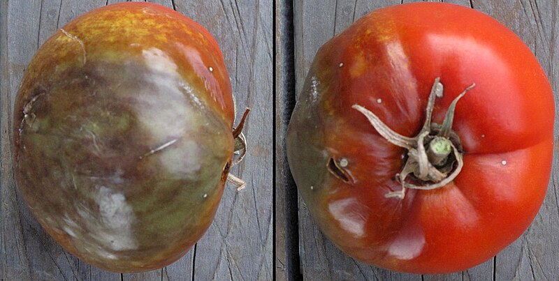 File:Tomato with Phytophthora infestans (late blight).jpg