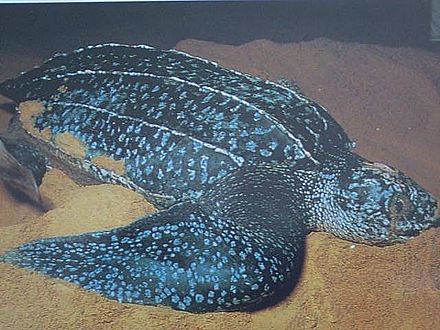 A Leatherback sea turtle on the beach
