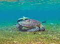 Rémora commun sur une tortue verte.