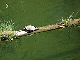 Tortuga de Florida en el río Tajuña (Brihuega).