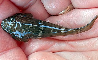 <i>Trachelochismus</i> Genus of fishes