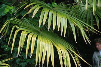 Txinako palmondoa (Trachycarpus fortunei)