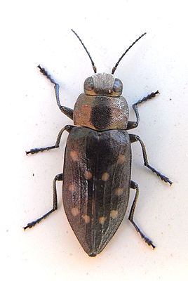 Spotted tooth rim jewel beetle