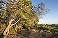 * Nomination Trail and Aleppo Pines grove, Pinet, Hérault --Christian Ferrer 17:34, 5 October 2014 (UTC) * Promotion Good quality. --Ralf Roletschek 17:59, 5 October 2014 (UTC)