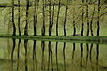 "Trees_around_the_Pond,_Lužice_-_panoramio.jpg" by User:Panoramio upload bot