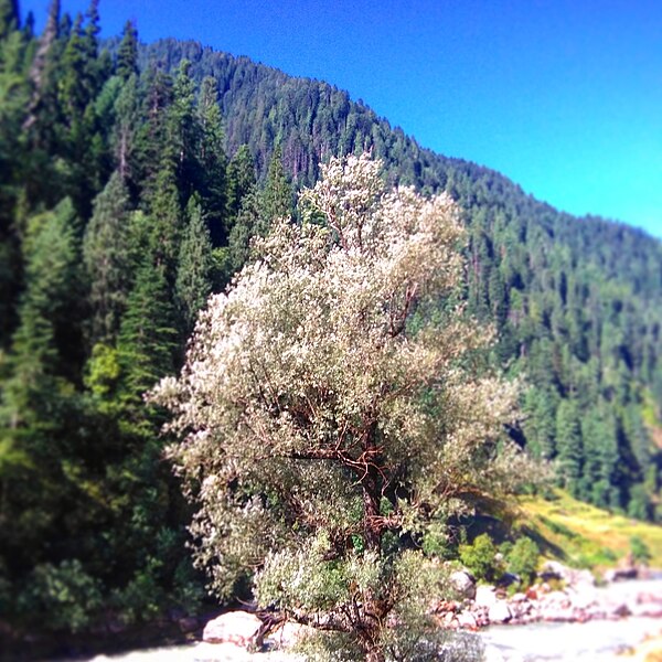 File:Trees on hillside in Azad Kashmir.jpg