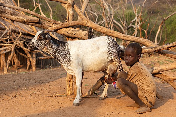 Kid of the Laarim Tribe drinking goat milk, Kimotong, South Sudan.