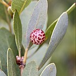 Trichoteras coquilletti (formerly Andricus coquilletti) - little oak-apple gall wasp - iNaturalist Photo 135823128, (c) Ken-ichi Ueda, some rights reserved (CC BY), uploaded by Ken-ichi Ueda.jpg