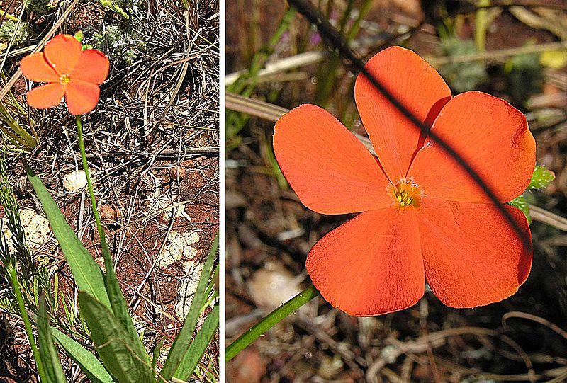 File:Triclicera longipedunculatum (25000978533).jpg