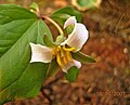 Trillium catesbaei