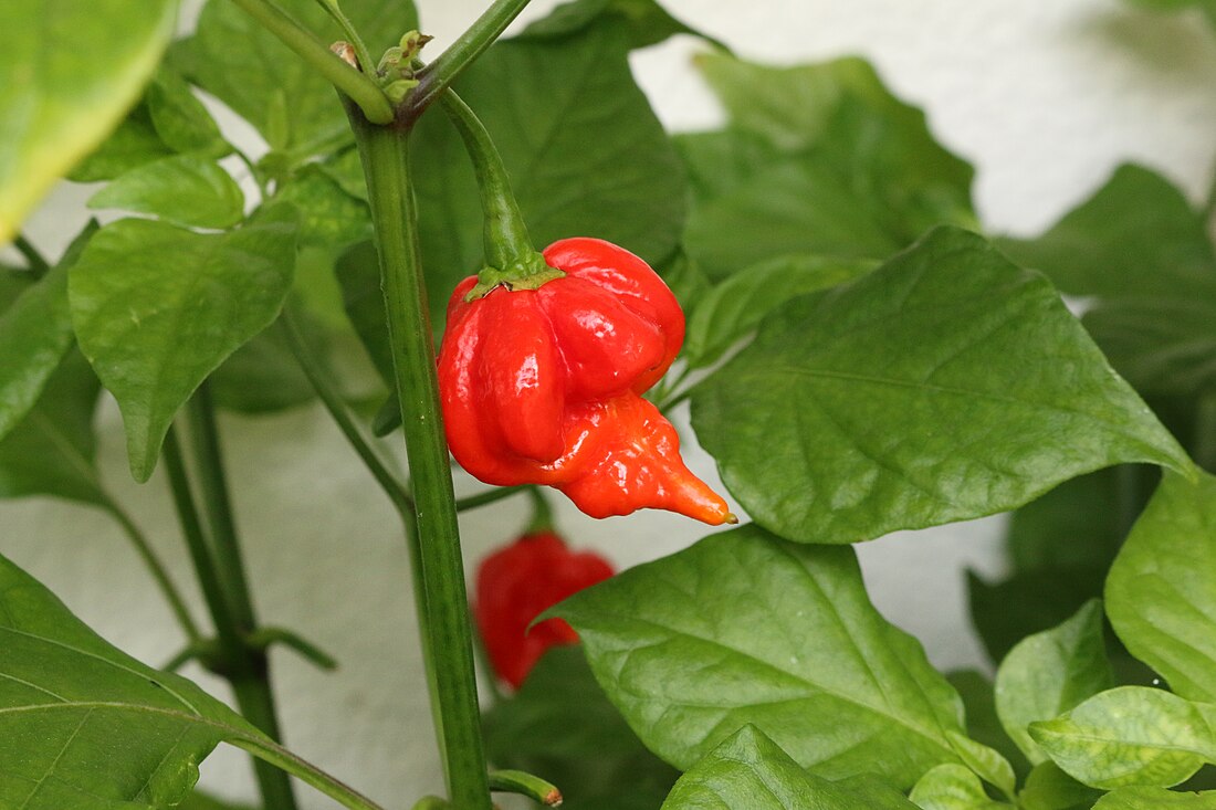 Pimenta Trinidad Scorpion Butch T