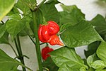 Thumbnail for Trinidad Scorpion Butch T pepper
