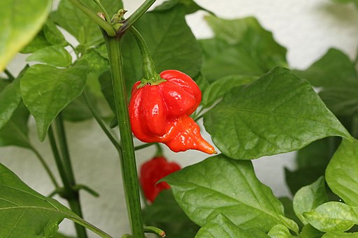 Trinidad Scorpion Butch T Pepper