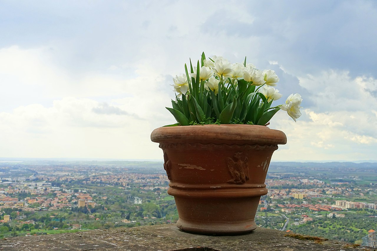 Tulips - Villa d'Este - Tivoli, Italy - DSC04111.jpg