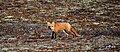 Tundra Red Fox.jpg