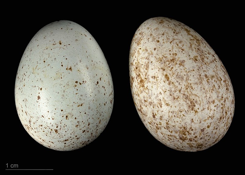 File:Turdus merula merula MHNT.ZOO.2010.11.186.11.jpg