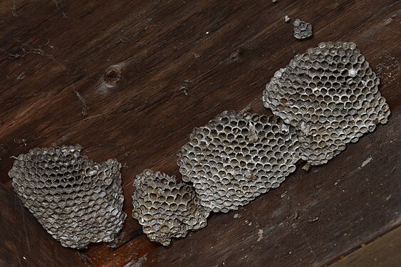 Umbrella Paper Wasp (Polistes sp.) Nest