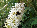 Bombus sp. Abejorro