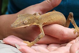 Gestreepte bladstaartgekko (Uroplatus lineatus)