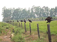 Varninių grifų būrys (Maranjano valstija, Brazilija)