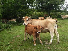 Havainnollinen kuva artikkelista Asturiana de la montaña