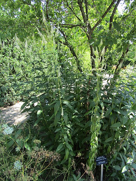 File:Veronicastrum virginicum (Culver's Root) (28726743151).jpg