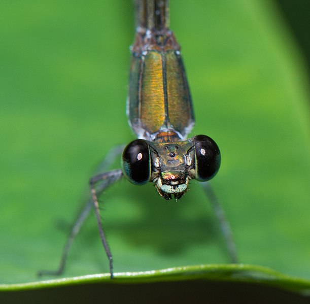 File:Vestalis-apicalis-headshot-from-kottayam-kerala.jpg