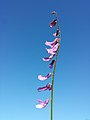 Inflorescence