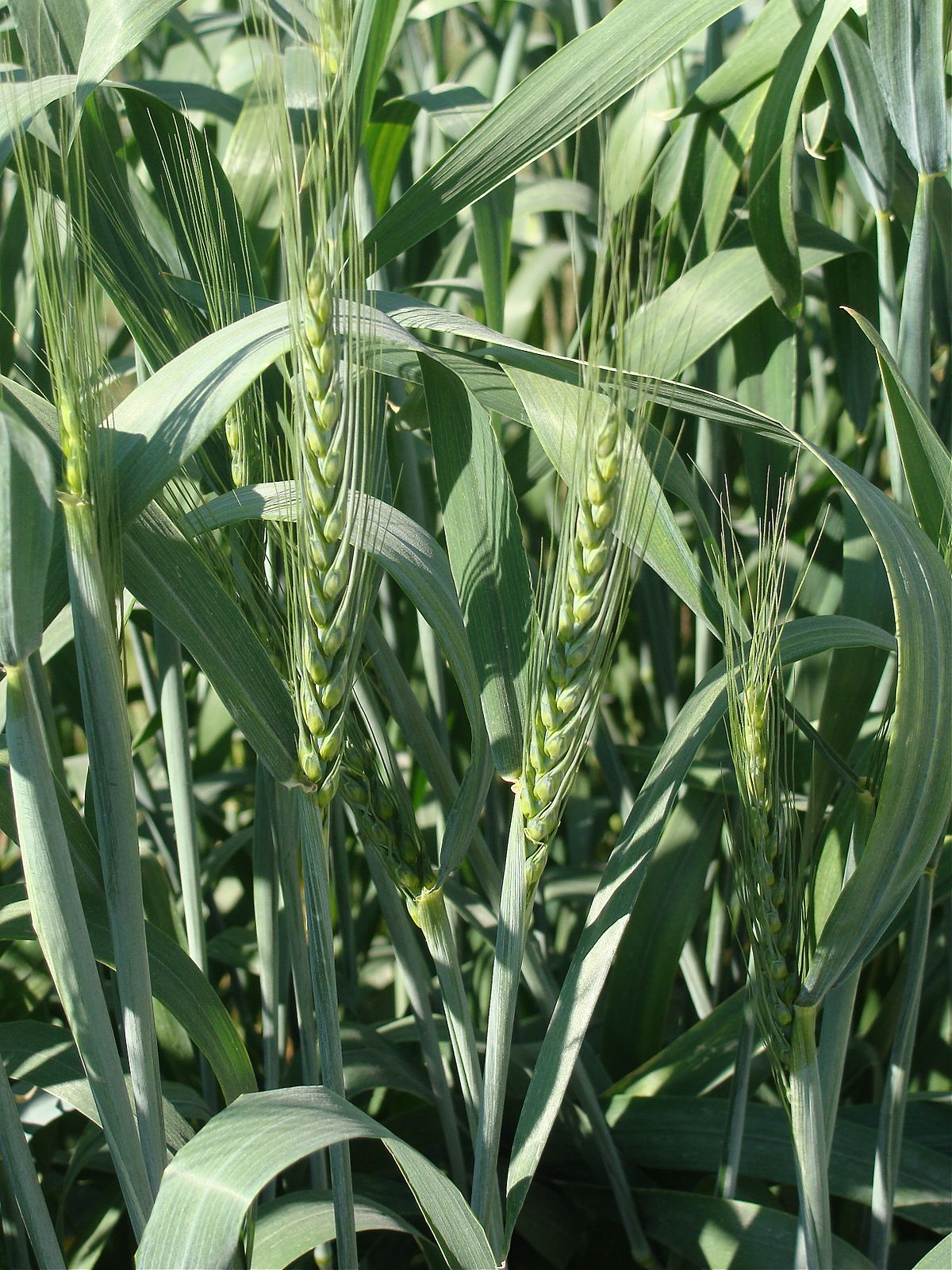 Triticum aestivum