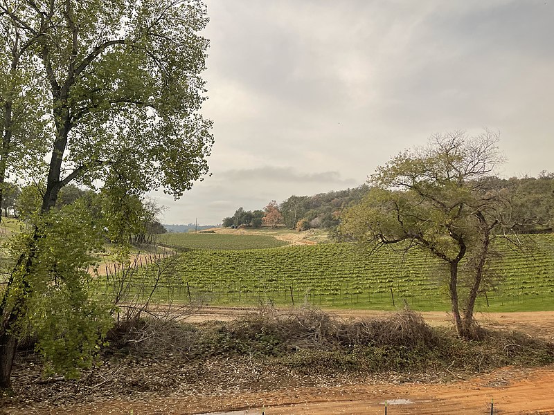 File:Vineyard in Placer County from California Zephyr - 2021-11-15 - Sarah Stierch.jpg