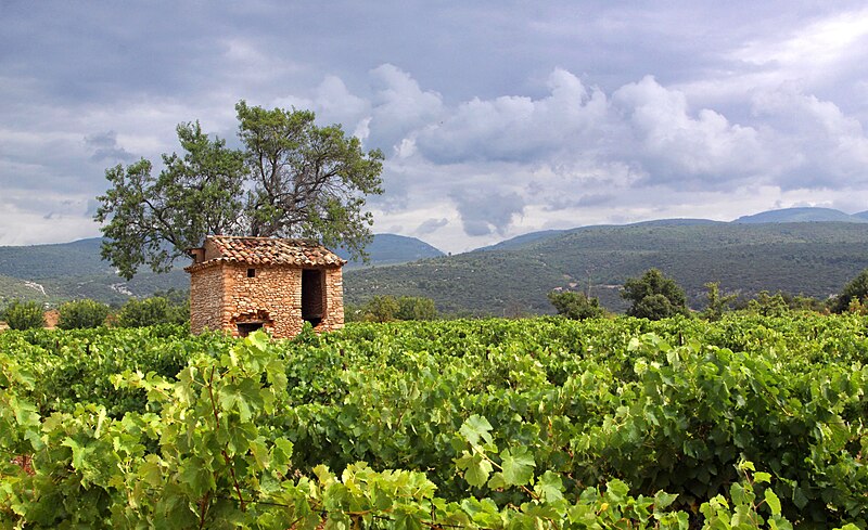 File:Vineyards in Villars, Vaucluse.jpg