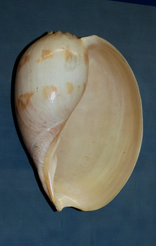 <i>Melo aethiopicus</i> Species of gastropod