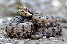 Vipera Aspis. According to the Snake Detection Hypothesis, venomous, life-threatening snakes were crucial for the evolution of primates' visual systems. Vipera aspis aspis.jpg