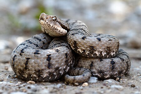 French Vipera aspis aspis.