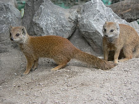 Vosmangoesten zoo Lille.JPG