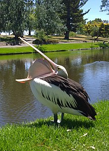 Pelican showing length of beak and size of pouch WP 20140126 13 18 09 Pro highres.jpg