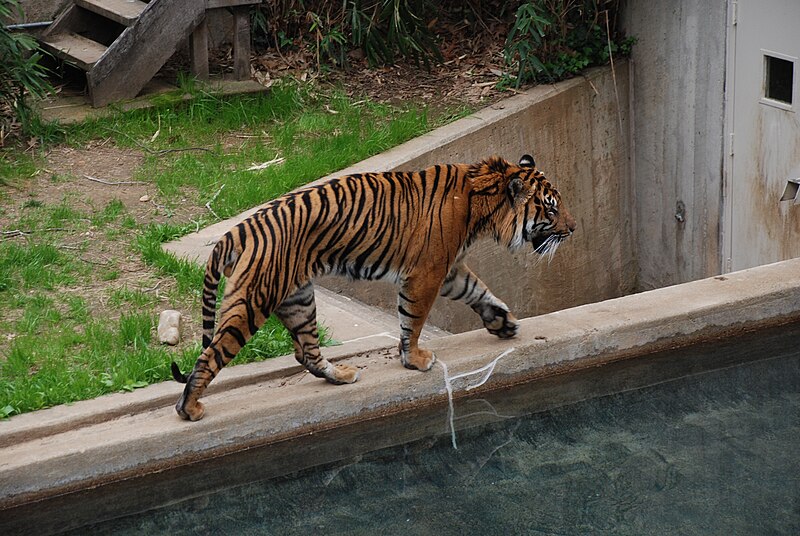 File:Washington DC Zoo - Panthera tigris sumatrae - 1.jpg