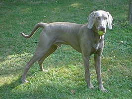 Weimarse staande hond