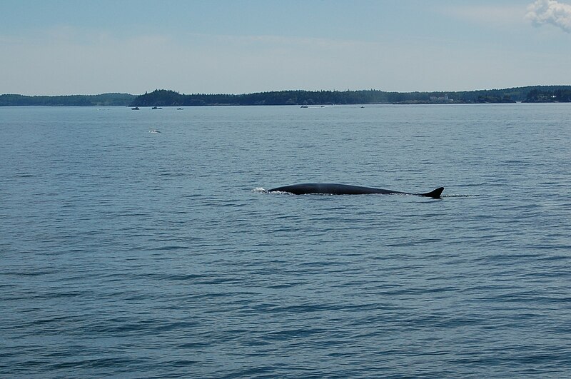 File:Whale in Bay of Fundy 02.jpg