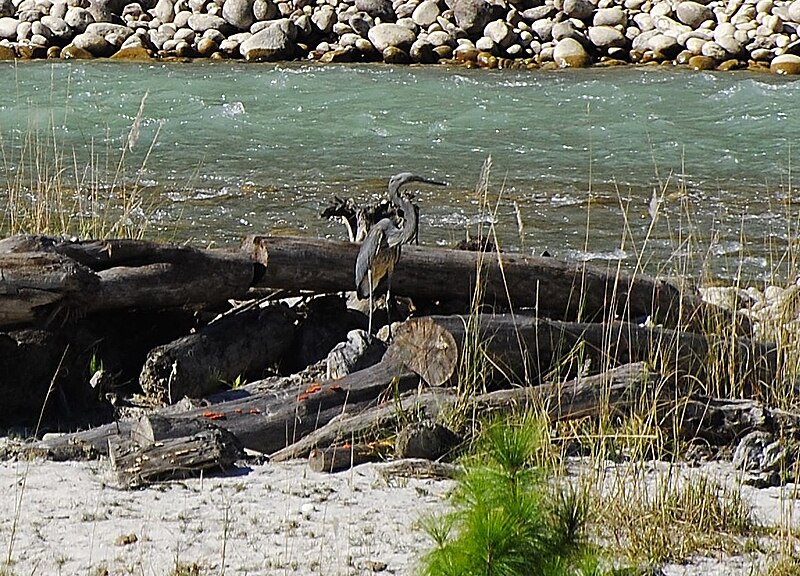 File:White-bellied Heron at Pho Chu, Bhutan.JPG