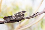 Thumbnail for White-throated nightjar